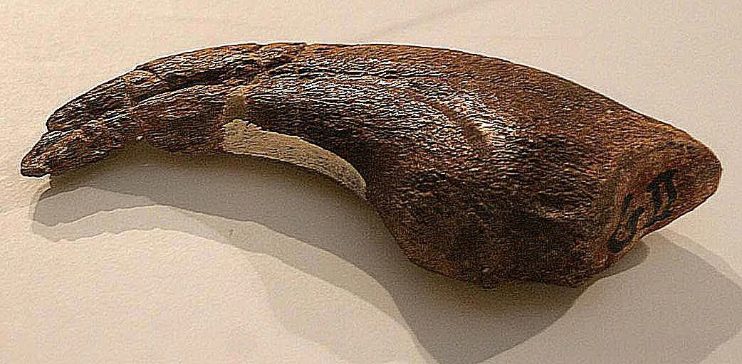 تصویری از چنگال های گیگانتوراپتور