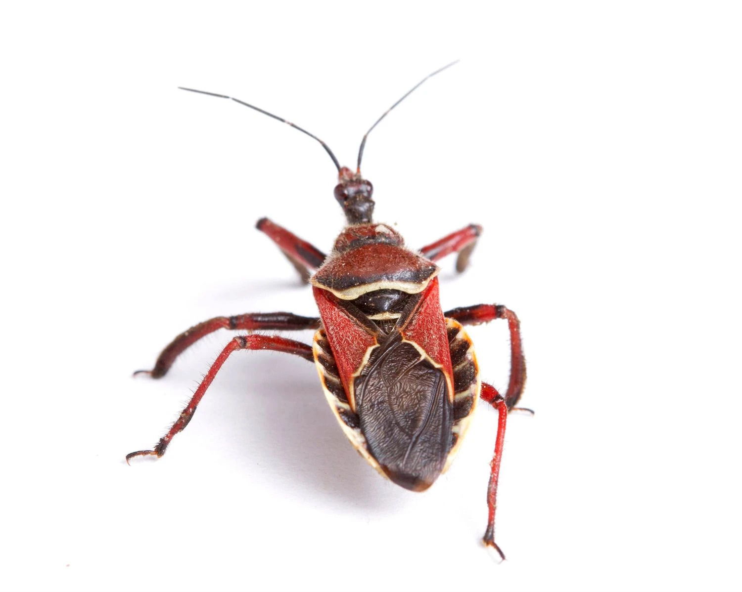 حشره قاتل زنبور.