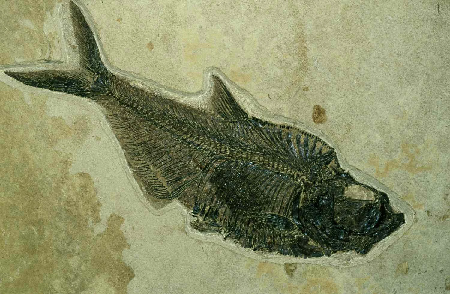 فسیل ماهی Diplomystus