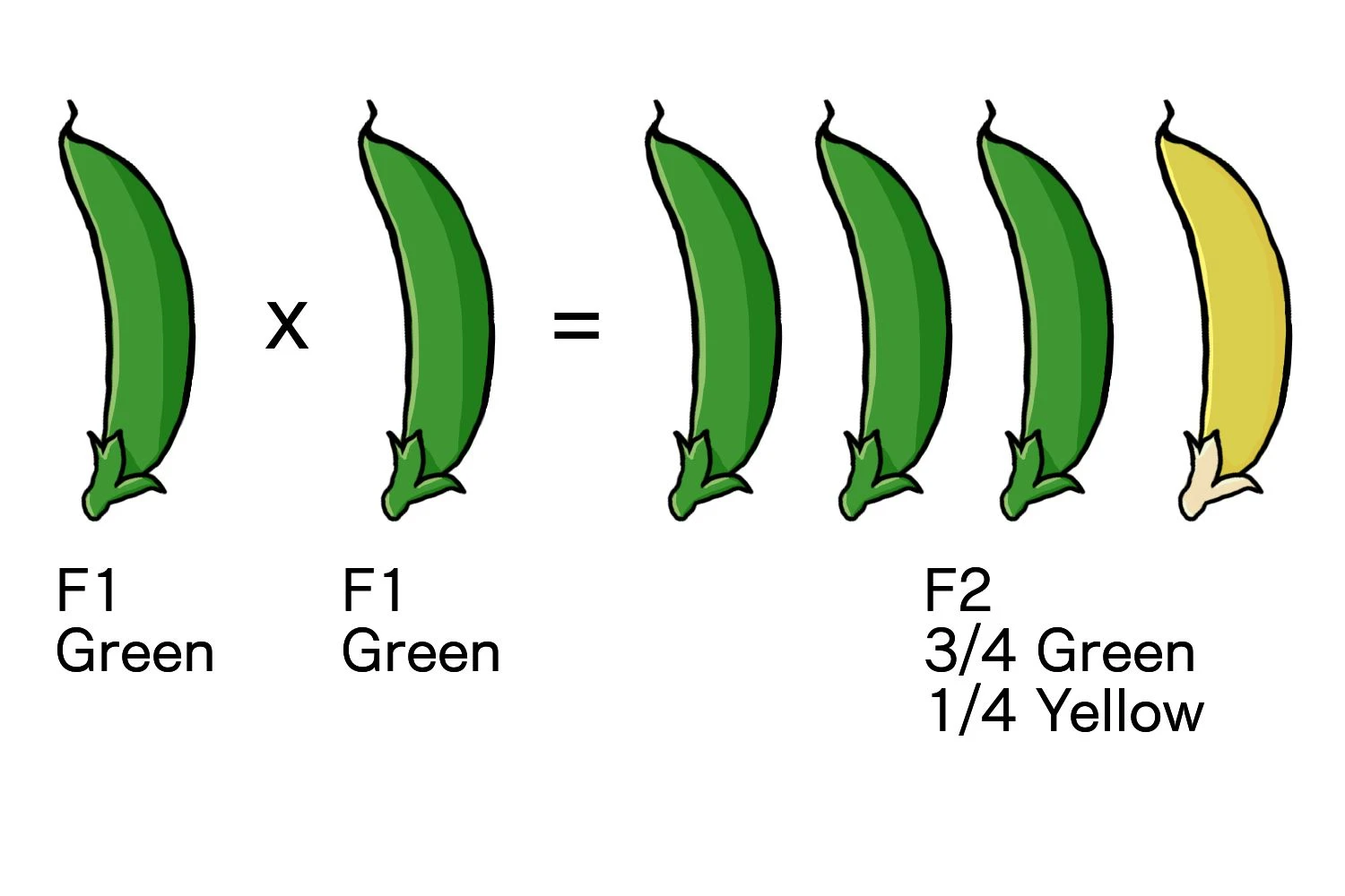 خود گرده افشانی گیاه F1