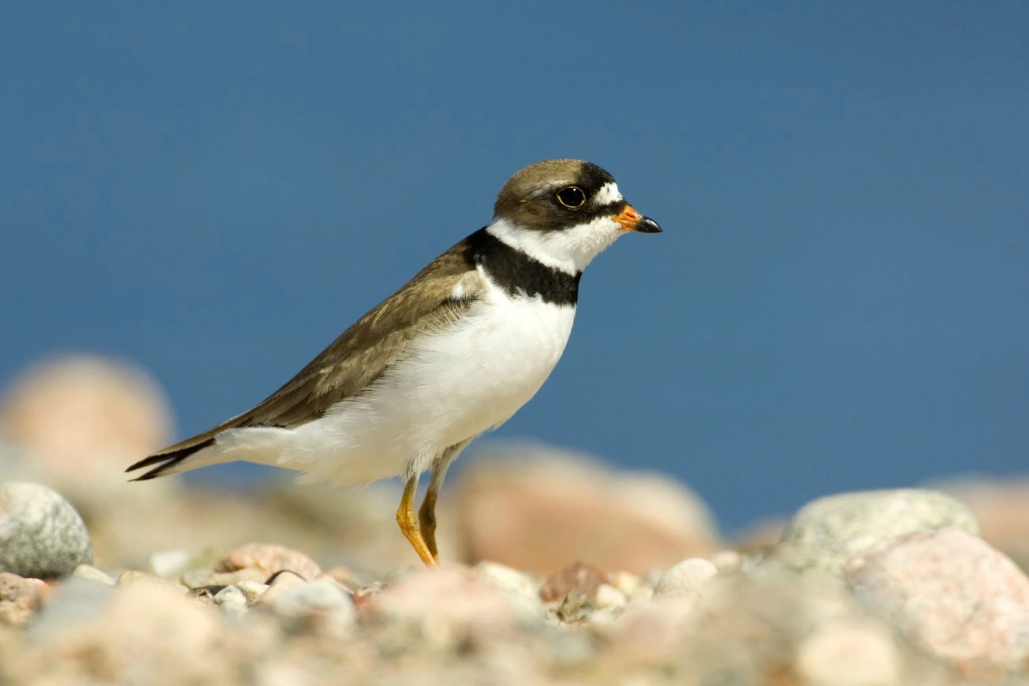Semipalmated plover - Charadrius semipalmatus