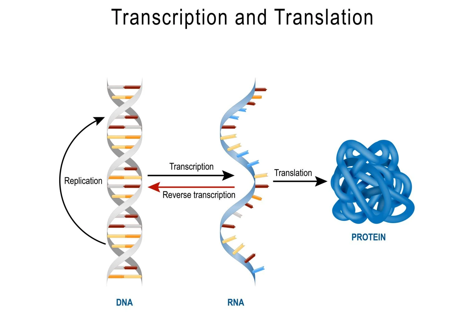 DNA برای تولید پروتئین رونویسی و ترجمه می شود. رونویسی معکوس RNA را به DNA تبدیل می کند.