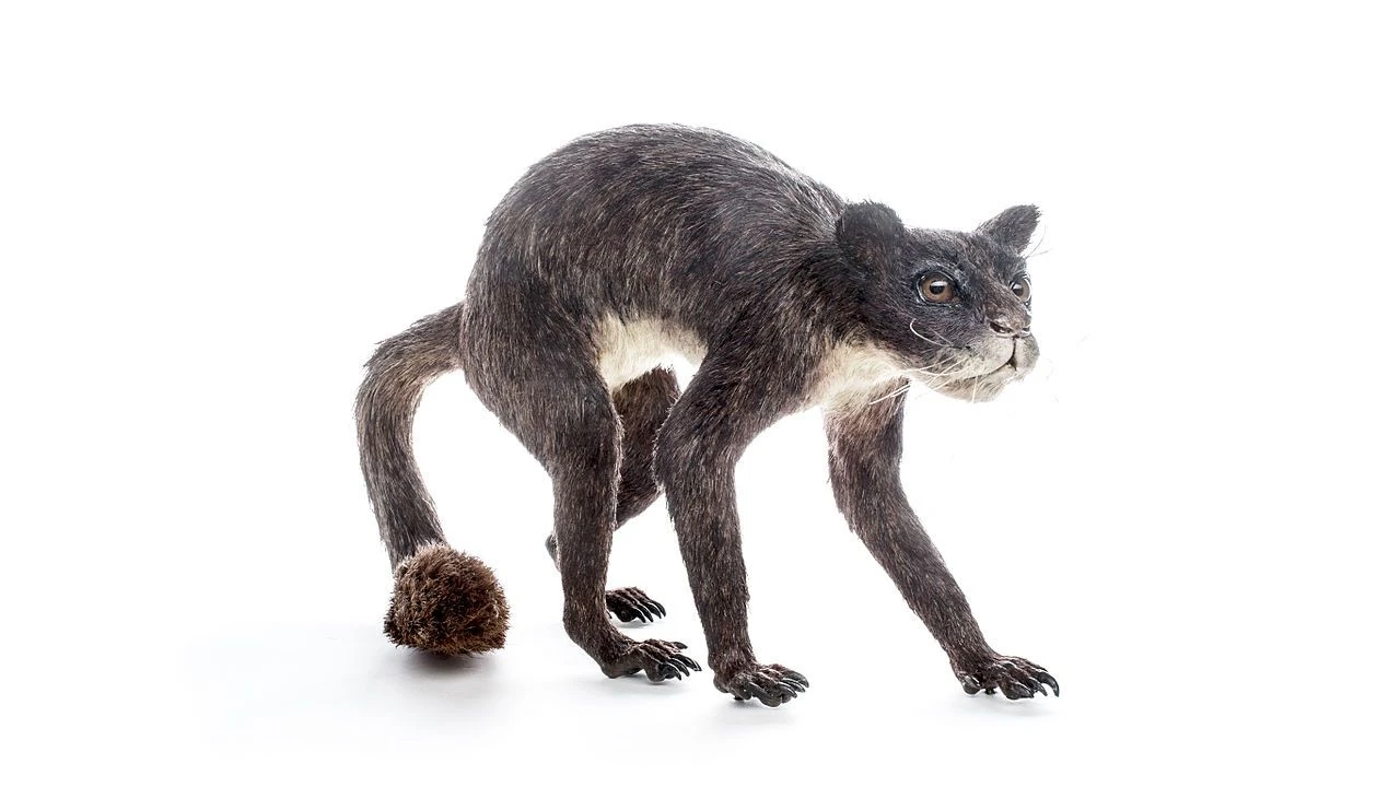 پلسیاداپیس