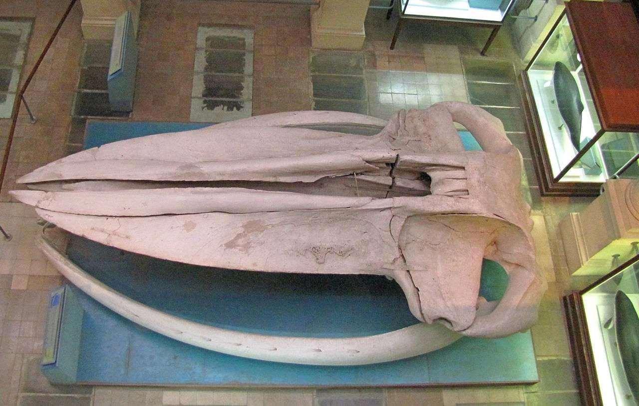 تصویری از جمجمه نهنگ آبی