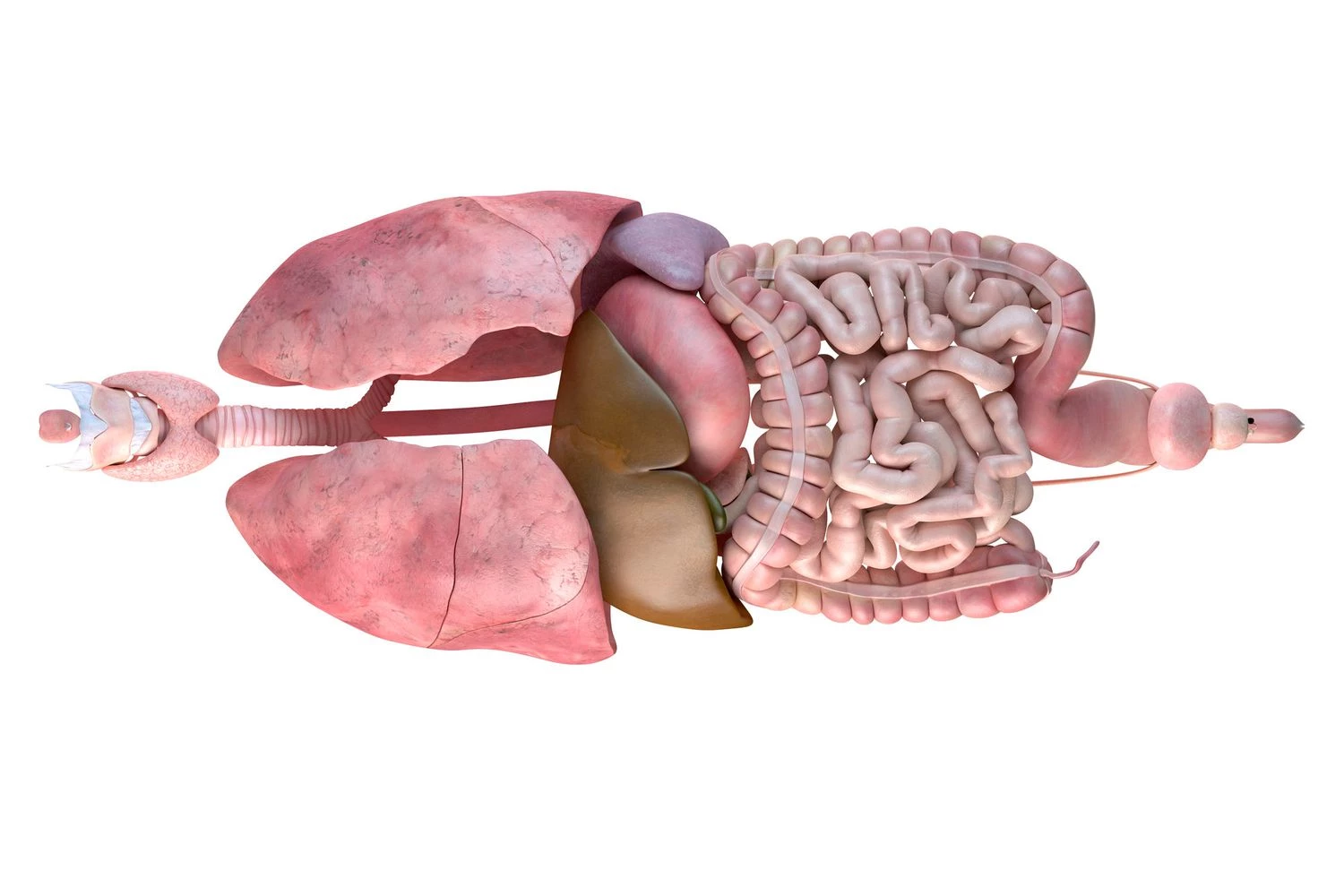 بافت های تخصصی | ۸ ویژگی اصلی حیوانات