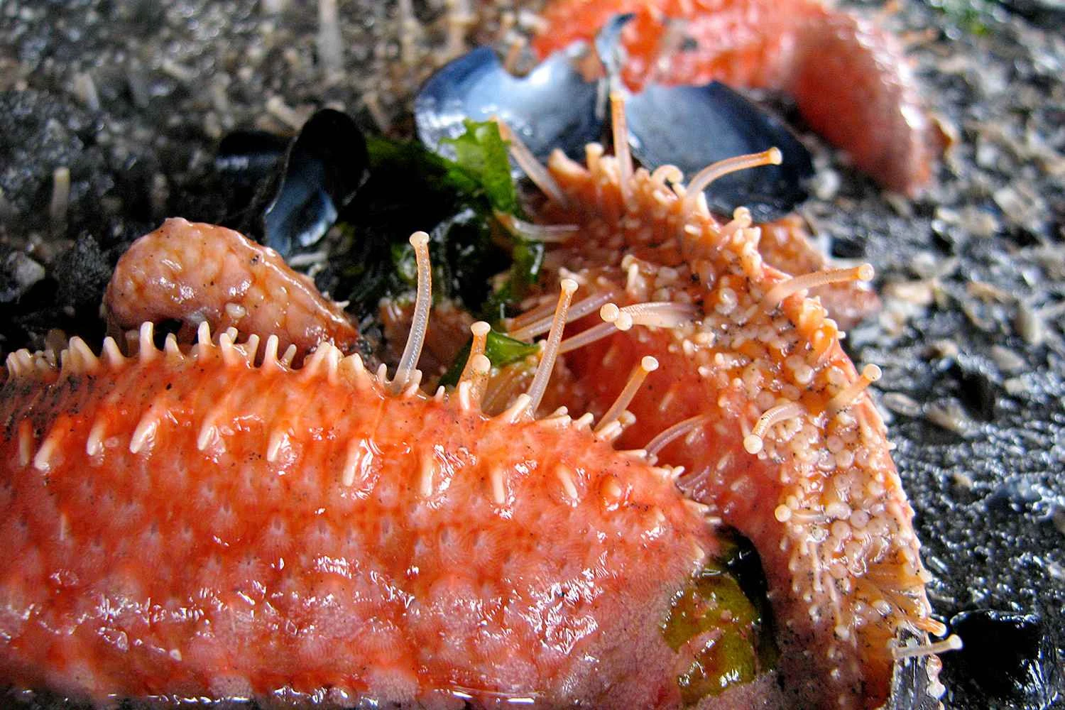 ستاره دریایی