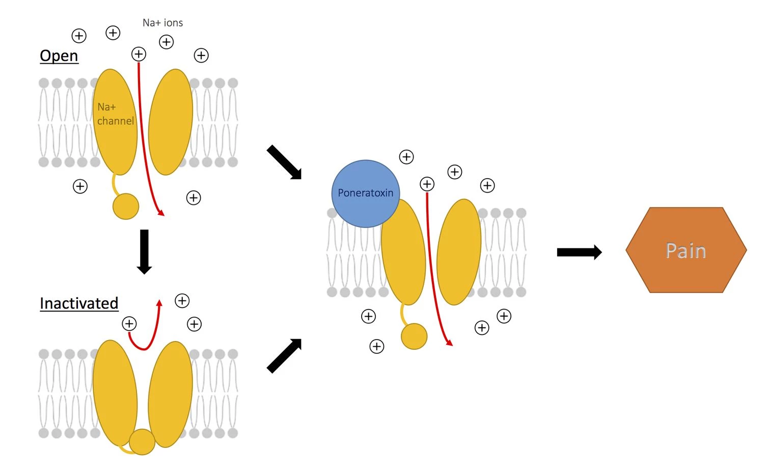 دردناک ترین نیش حشره