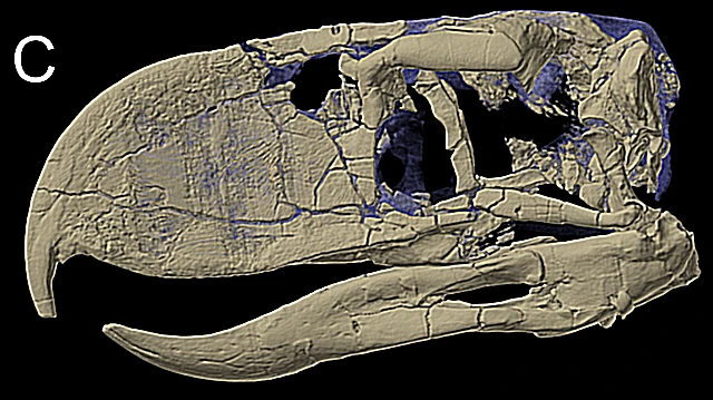 آندالگالورنیس