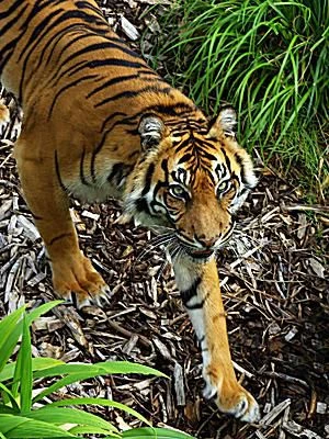 ببر در قلمرو خود