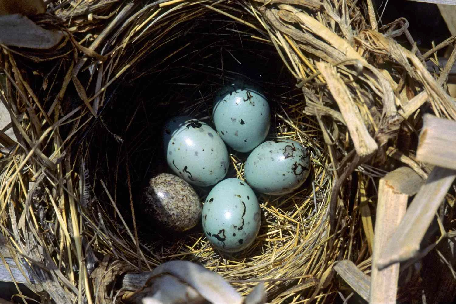 تخم‌مرغ‌های سیاه پره بال‌سرخ