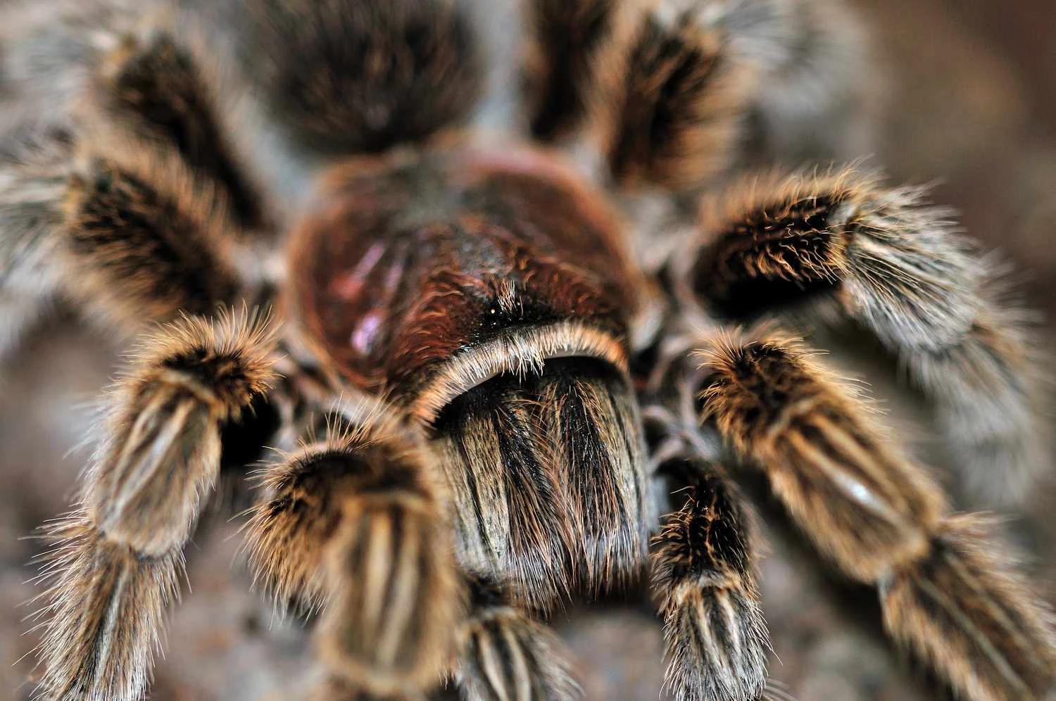 گرماسولا روزیا