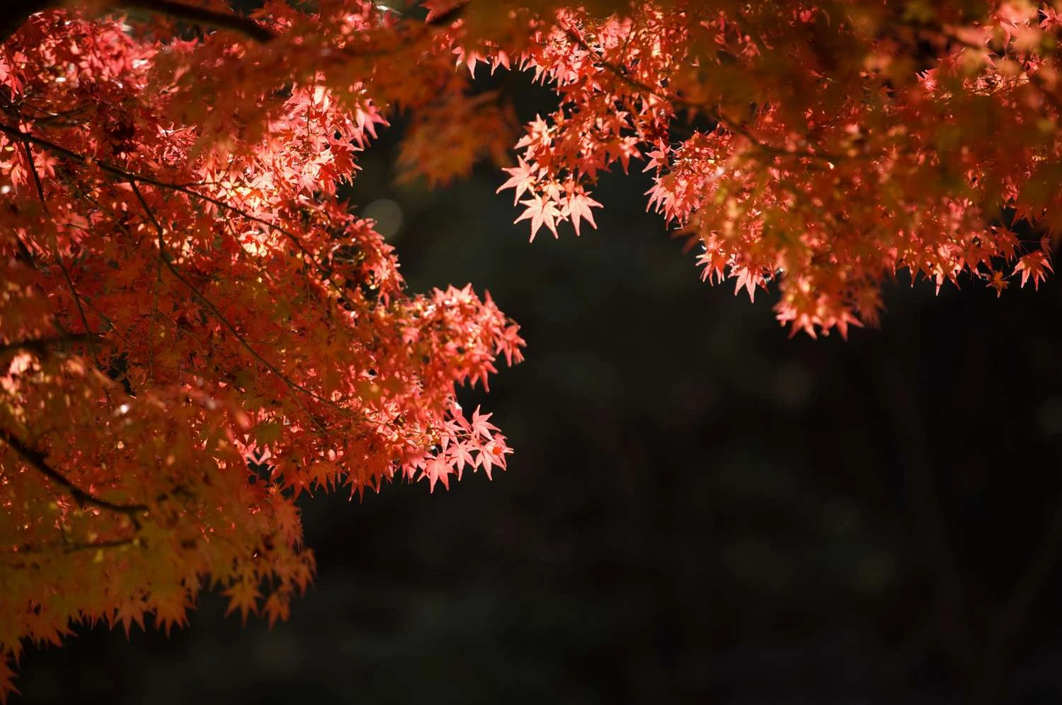 کلروفیل و درخشش قرمز