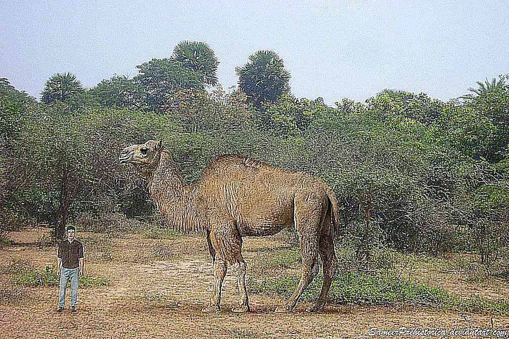 تایتانوتیلوپوس در مقایسه با انسان