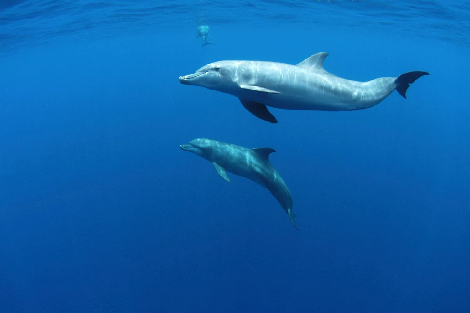 دلفین‌ها: Delphinidae