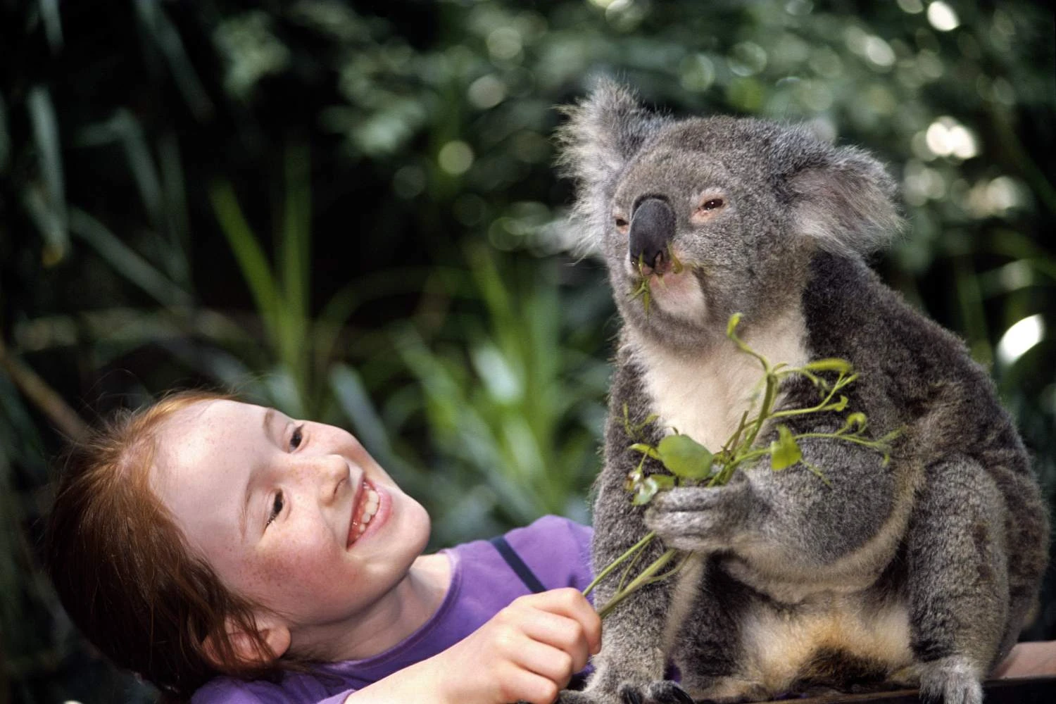 کوآلا با دختر