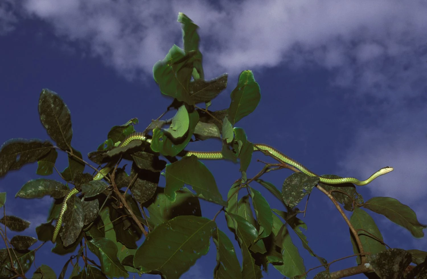 مار درختی بهشتی (Chrysopelea paradisi) می‌تواند تا صد متر از درختی به درخت دیگر سر بخورد.