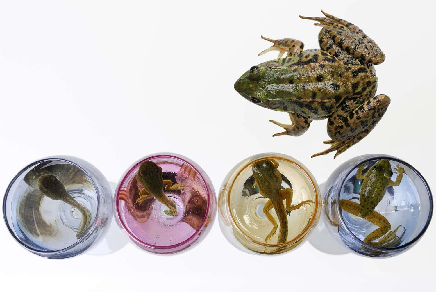 در قورباغه ها، <a href=