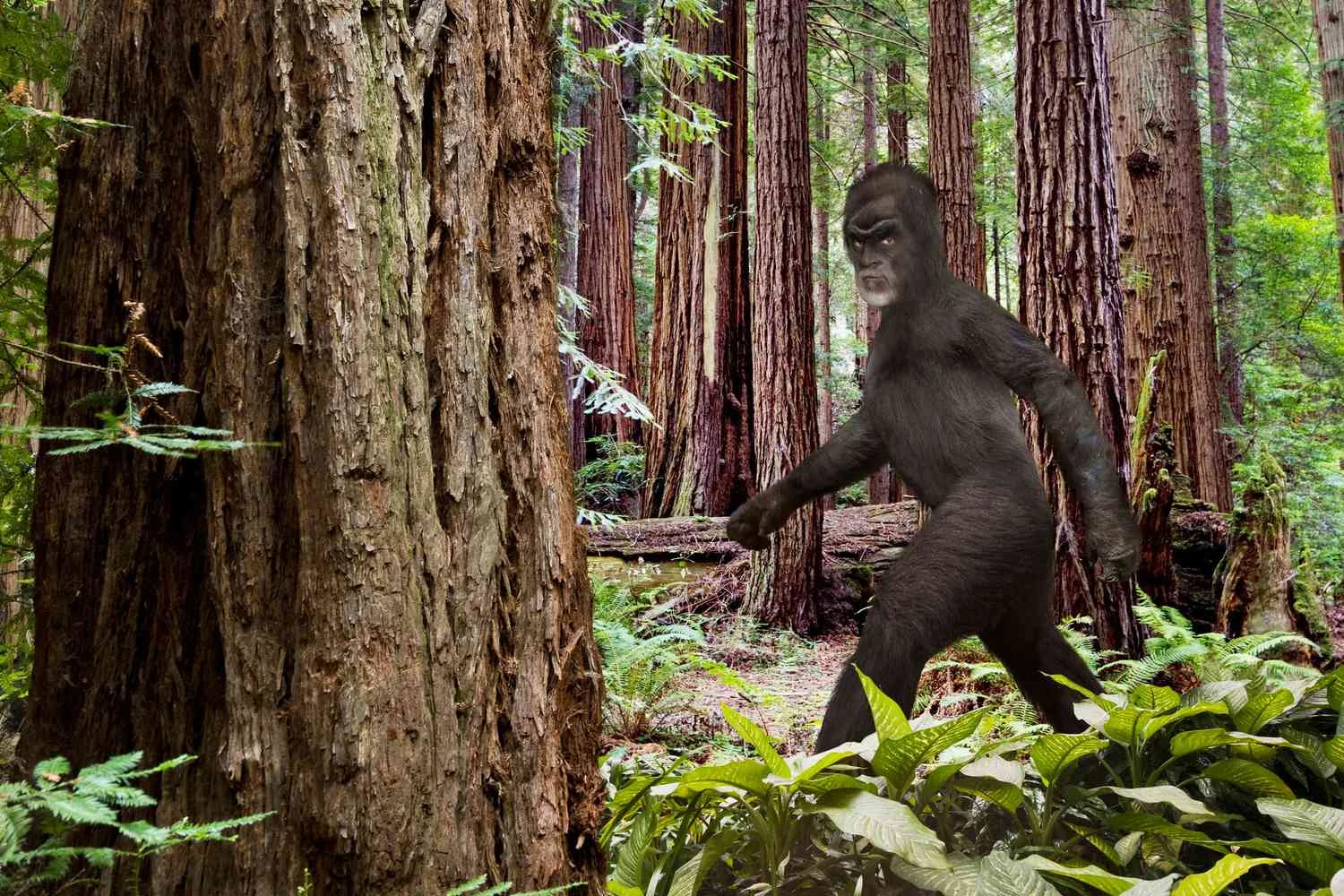 تصویری هنری از ساسکواچ، یا پاگنده، که در یک روز روشن از میان جنگل عبور می کند.