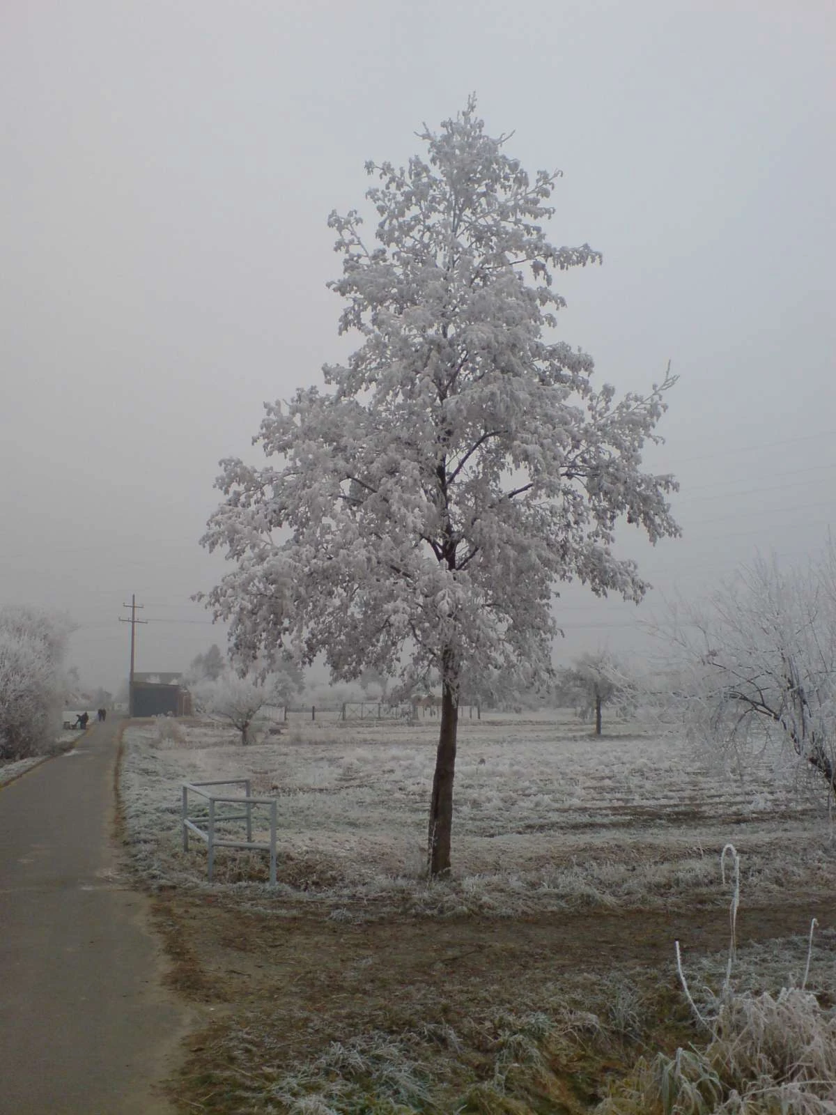 درخت پوشیده از برف