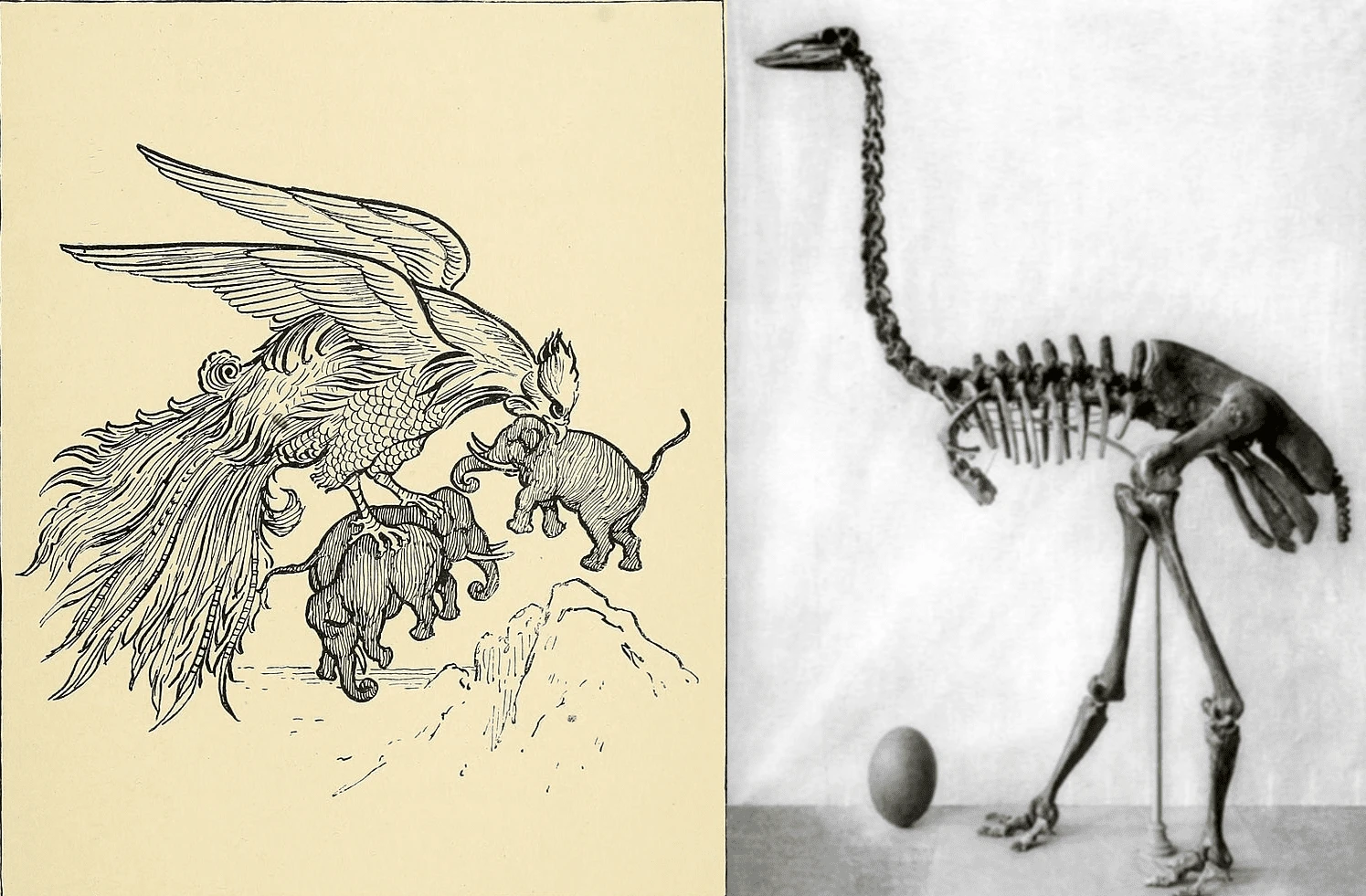 رخ و پرنده فیل‌نما