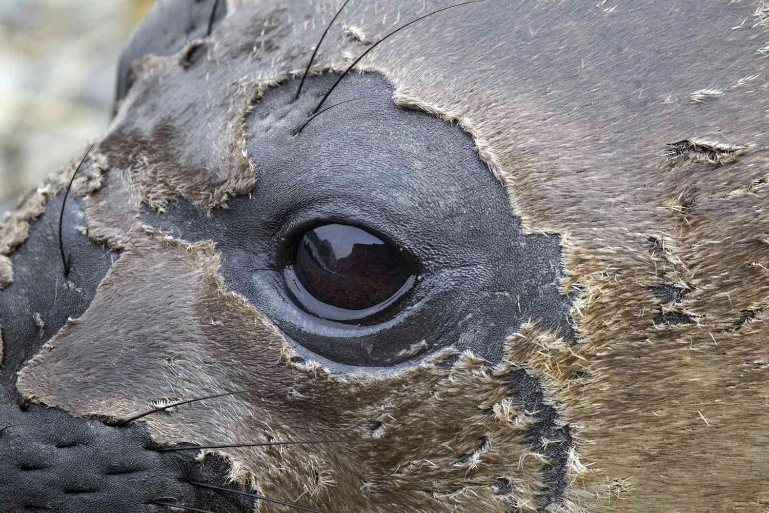 پوست‌اندازی توله فک فیل‌دریایی