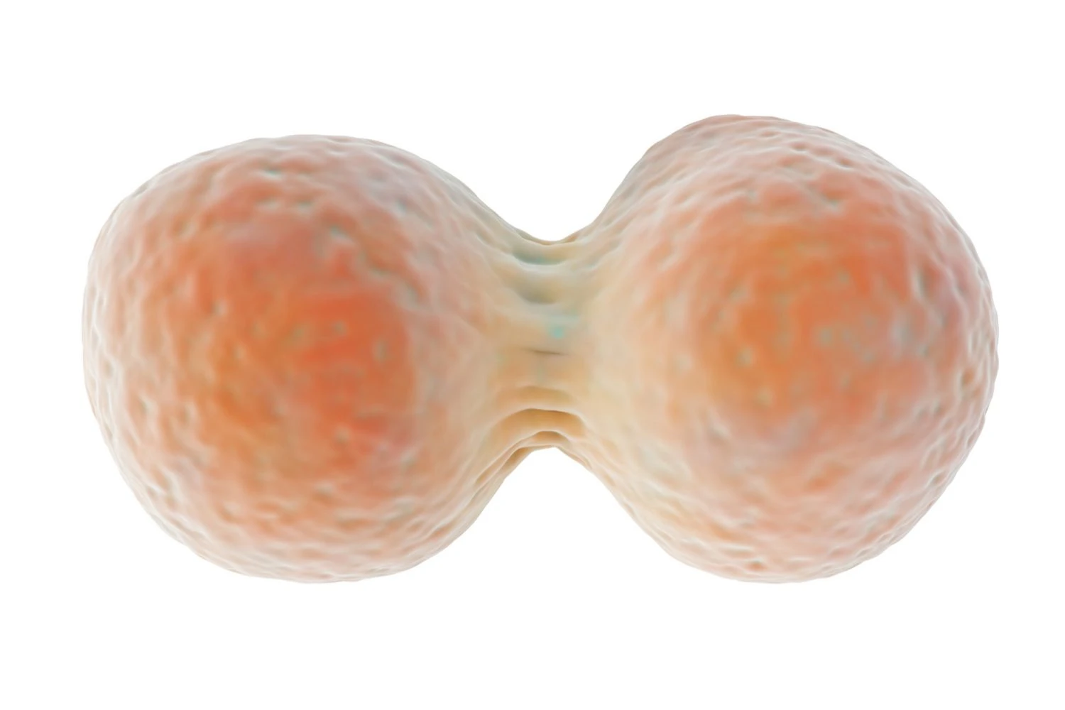 سلول های دختری