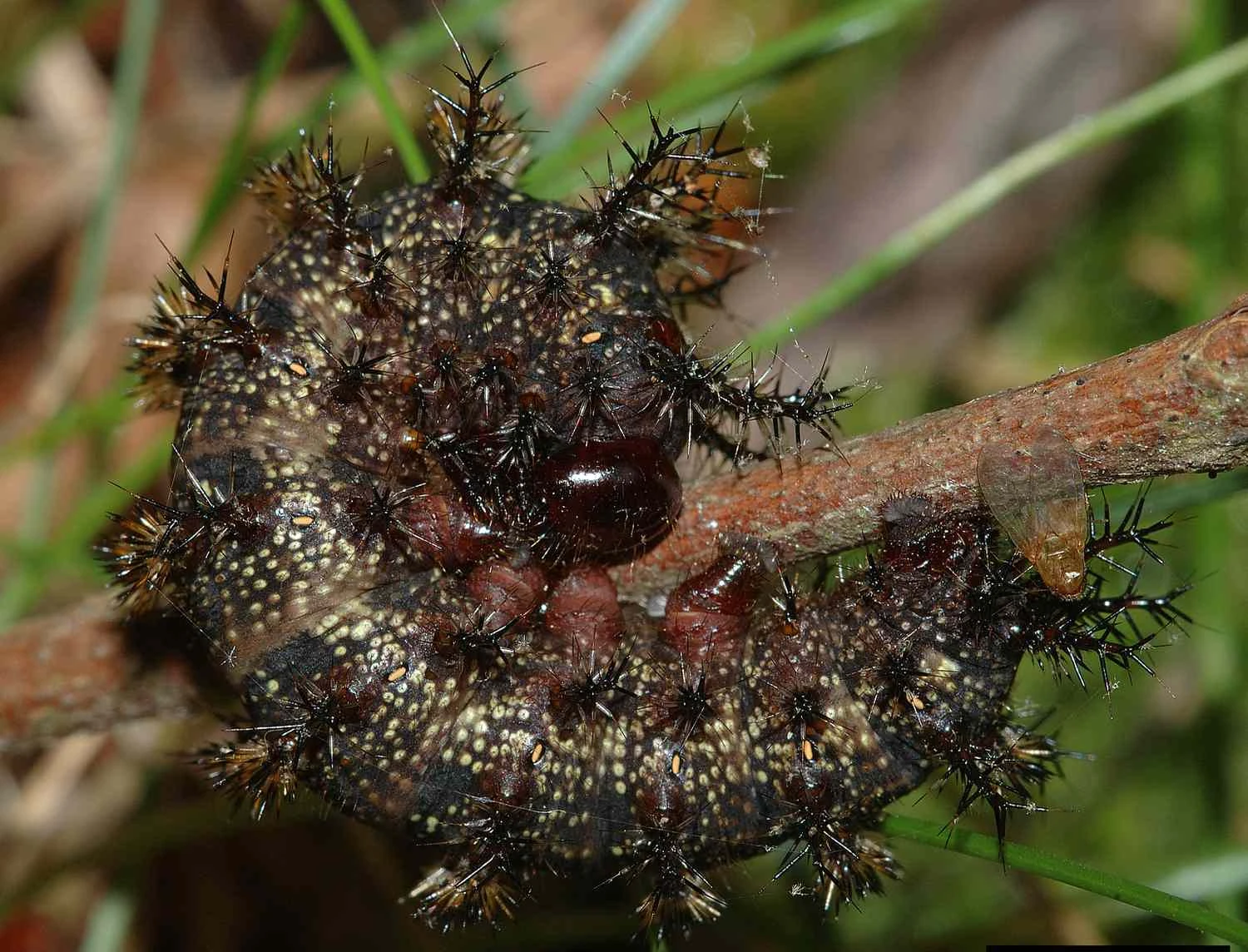 تصویری از کرم شب‌پره باک