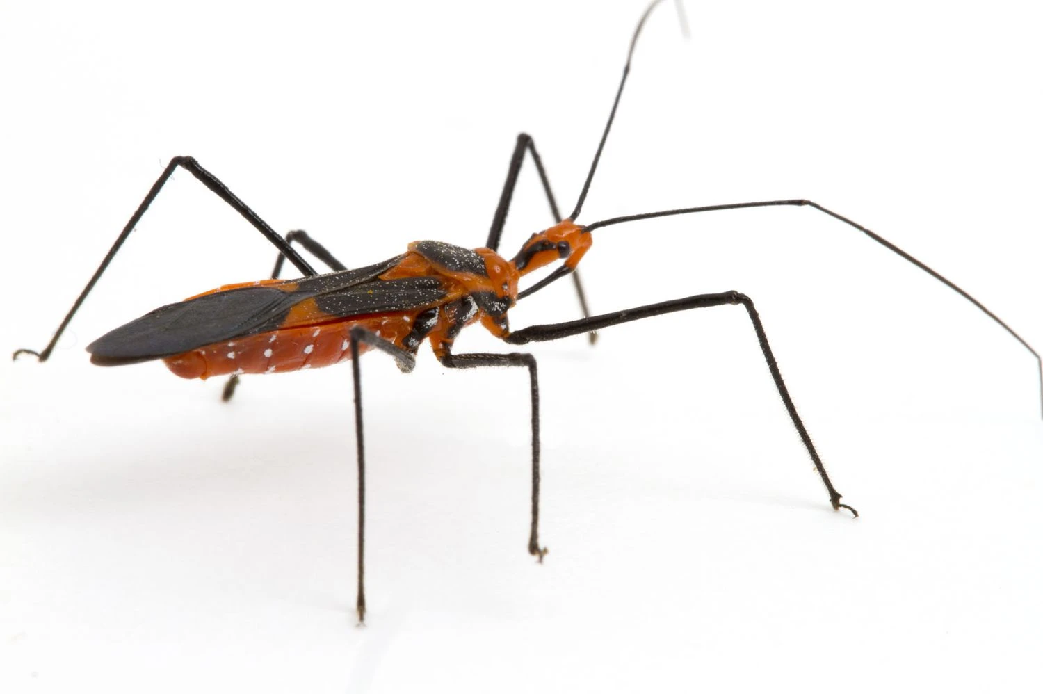 حشره قاتل شیرینی