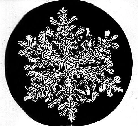 این دانه برف ساختار دندریتی شبیه برگ سرخس را نشان می دهد.