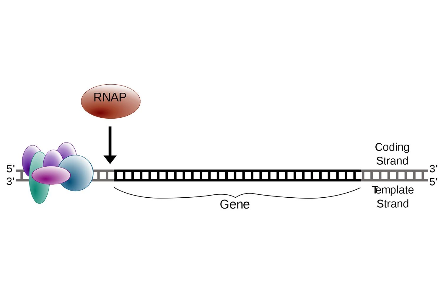 رونویسی DNA به RNA - آغاز
