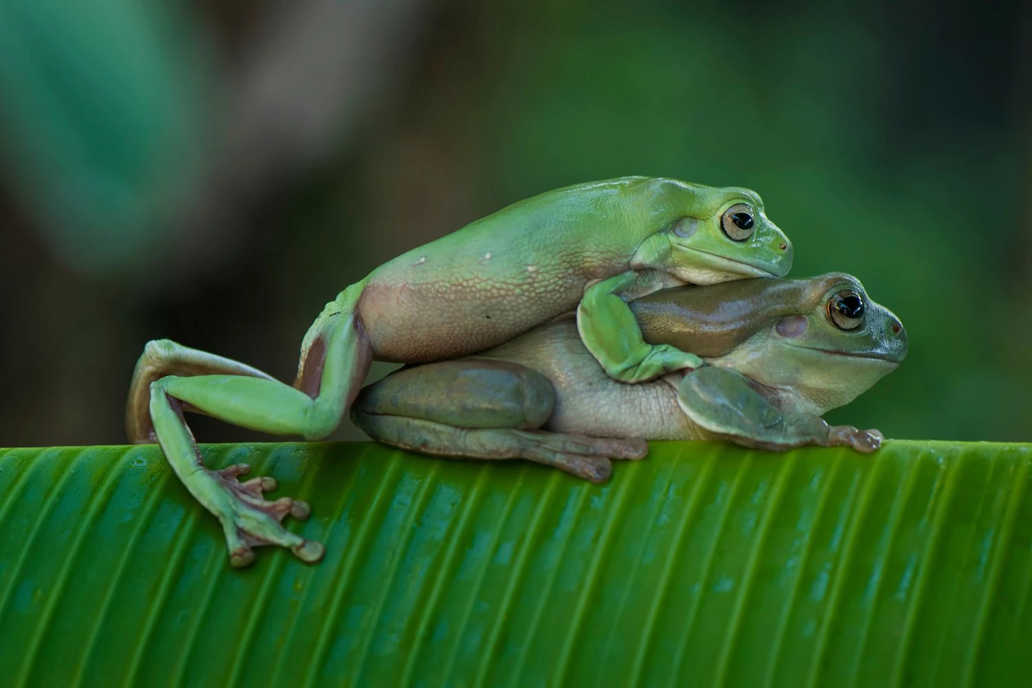 تولید مثل قورباغه