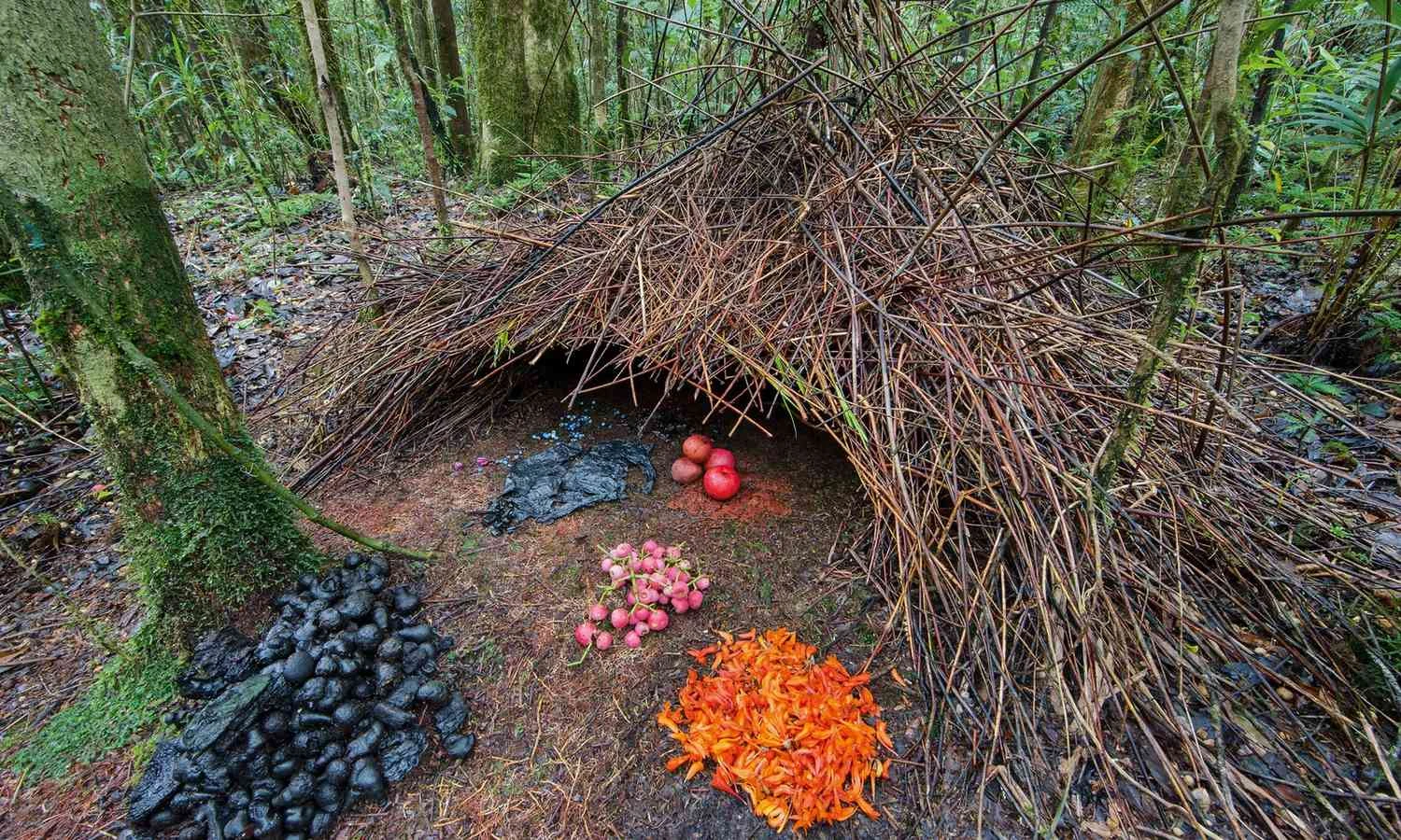 تصویر مرغ آلاچیق‌ساز در حال تزیین لانه