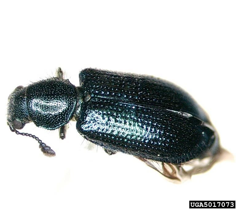 سوسک گوشت Blacklegged