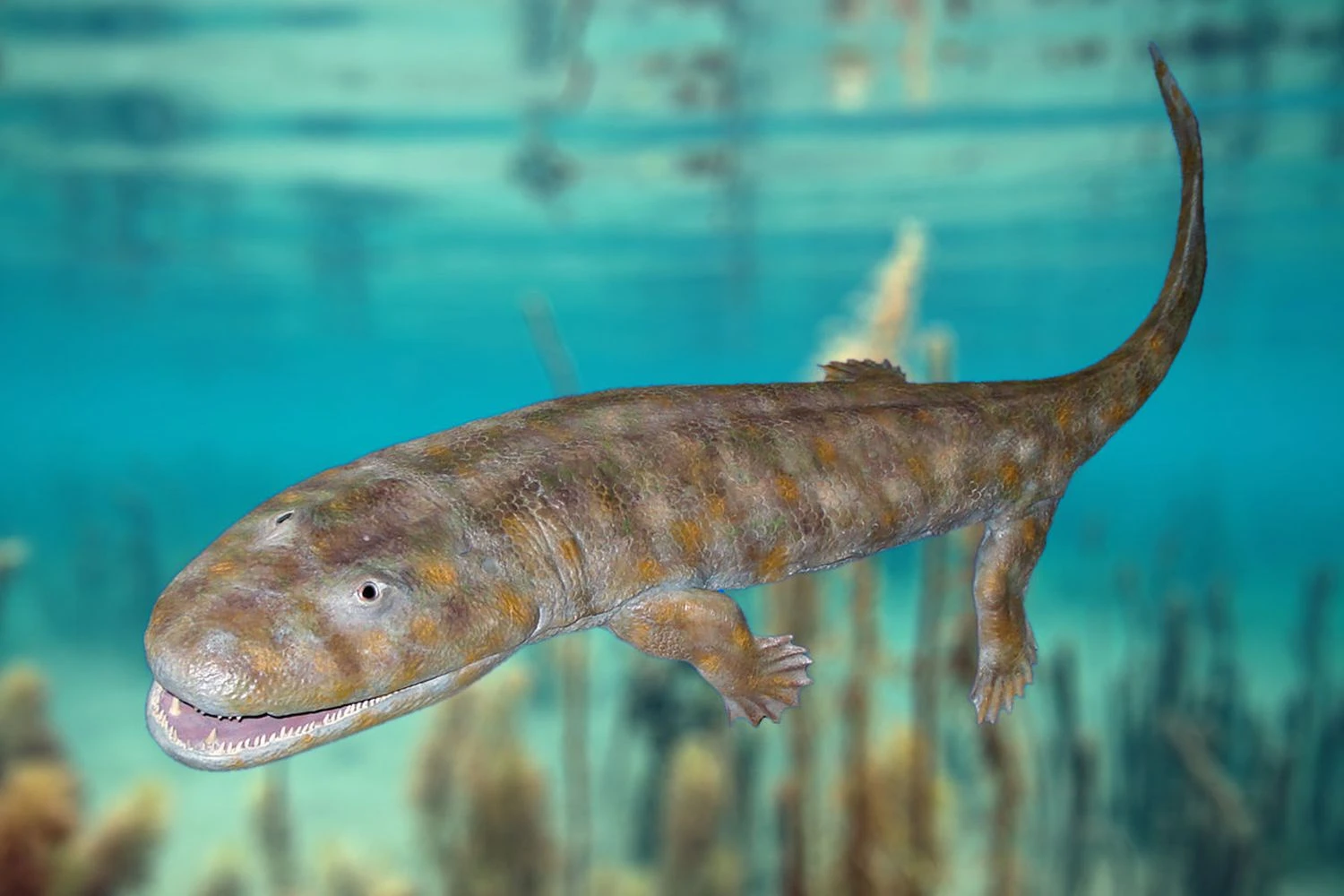 مدل آکانت‌استگا