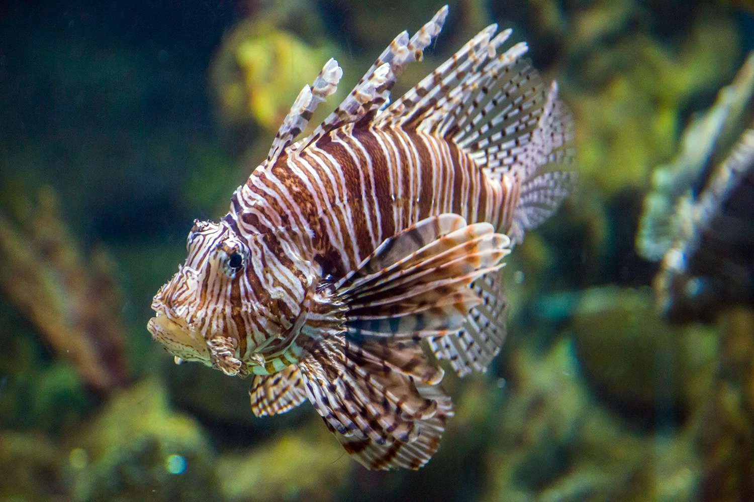 ماهی شیرین گوشت