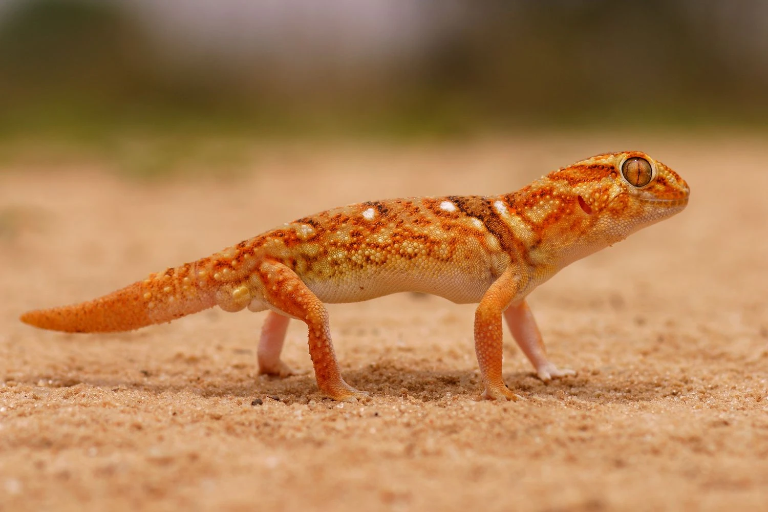 گکوی غول‌پیکر زمینی - Chondrodactylus angulifer