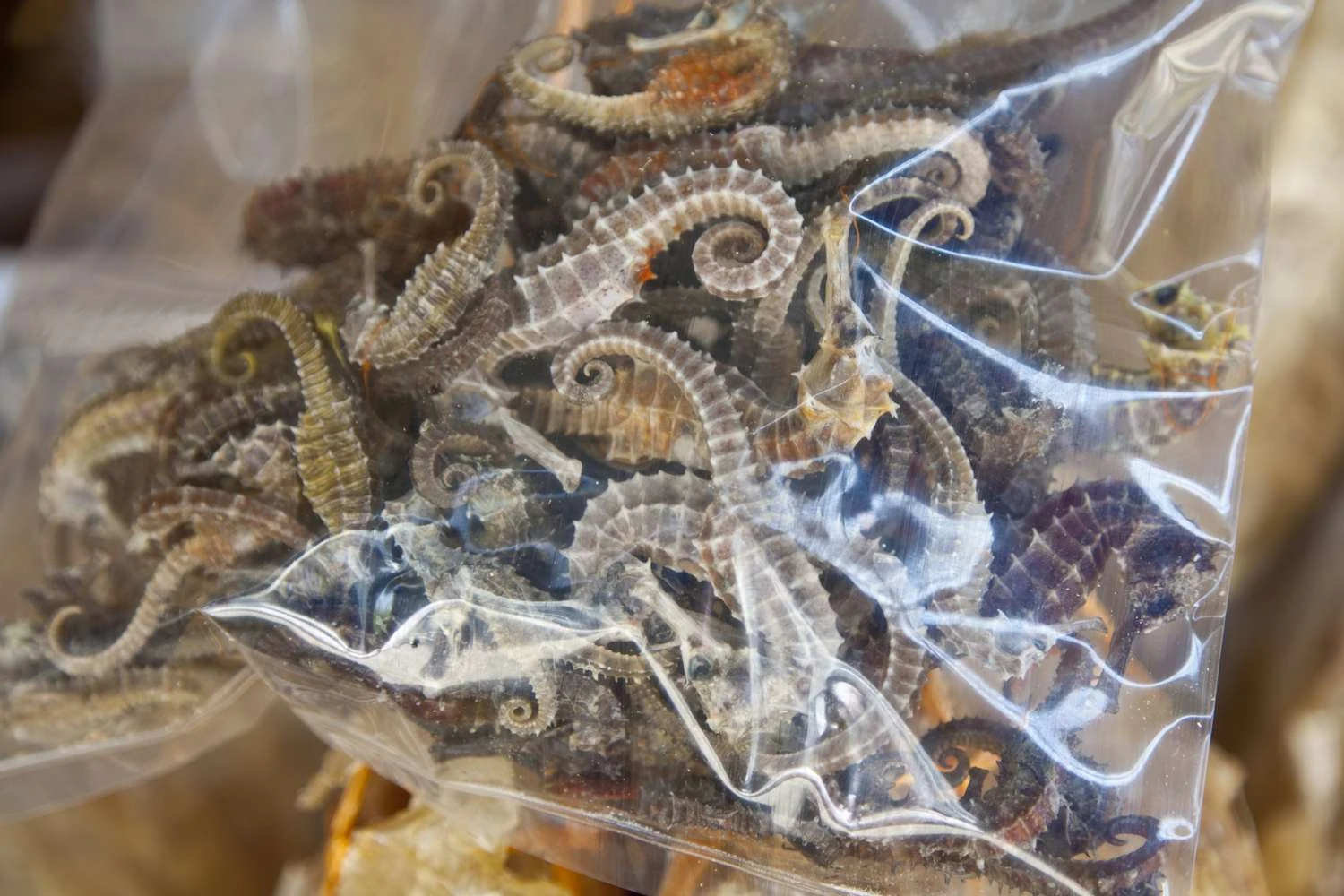 اسب‌های دریایی خشک شده، مالزی