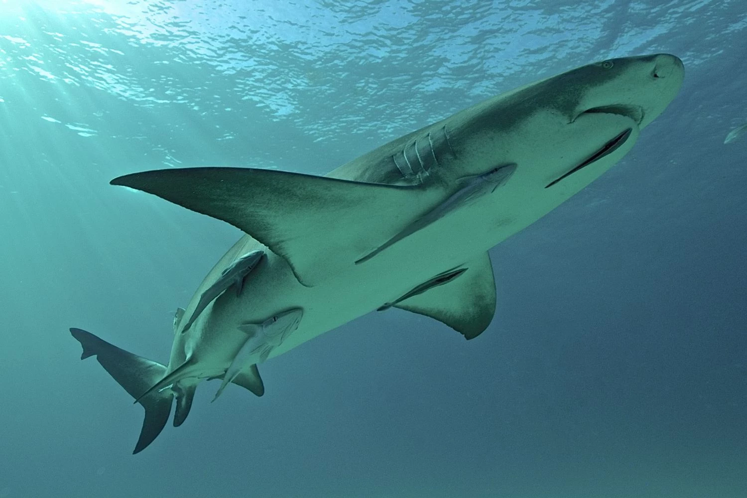 کوسه ها و ماهی رُمورا