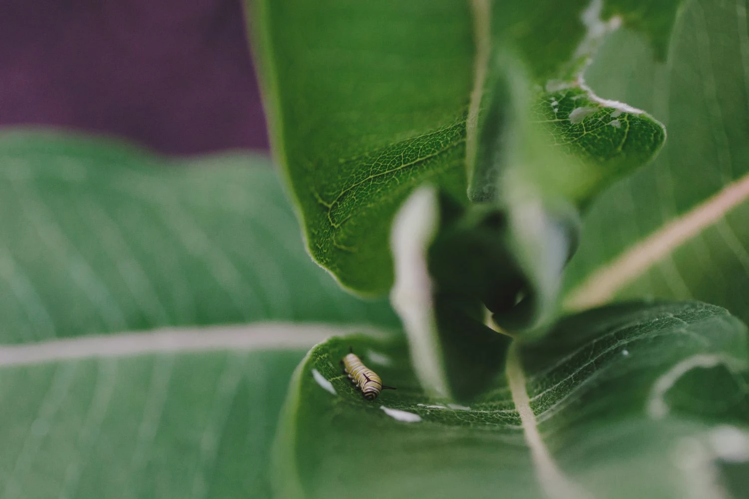 کرم پروانه مونارک