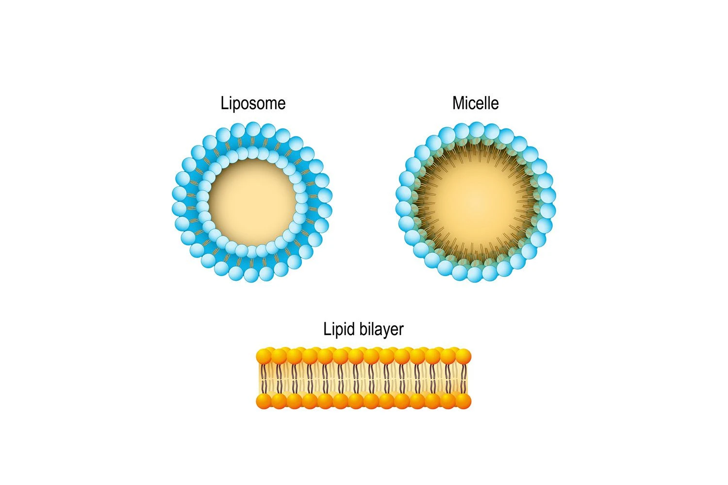 انواع ساختارهای آمفی‌پاتیک