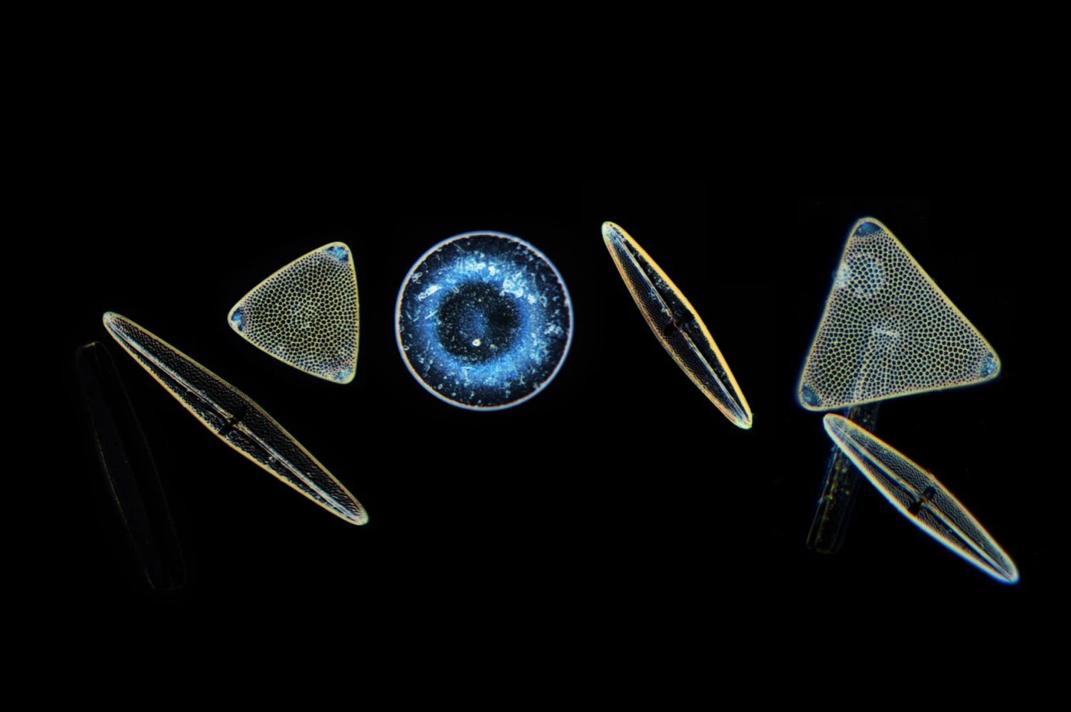 جلبک کریسوپیتا