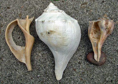 Lightning Whelks