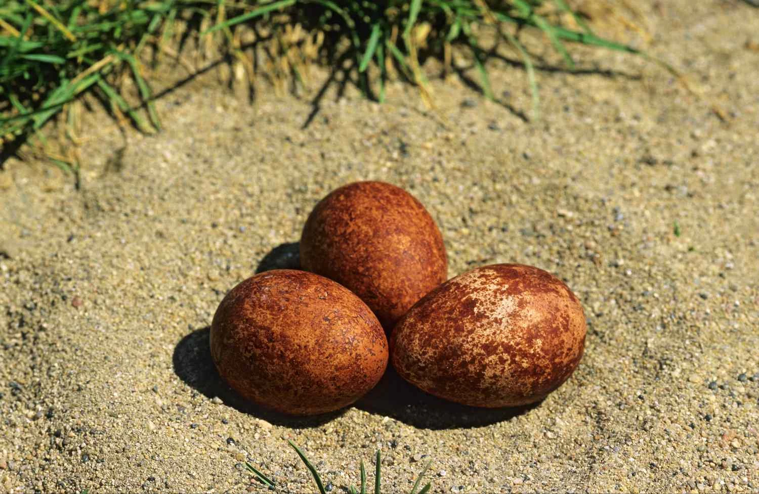 تخم‌مرغ‌های شاهین بحری