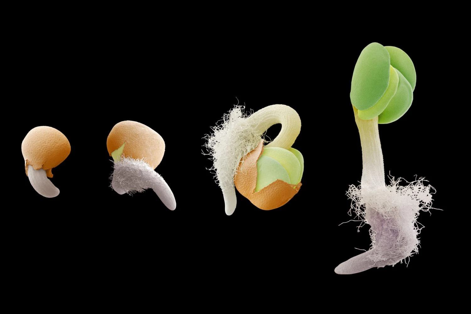 گراویروپیسم