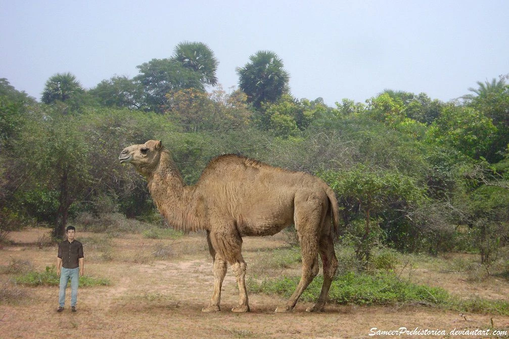 تیتانوتیلوپوس.