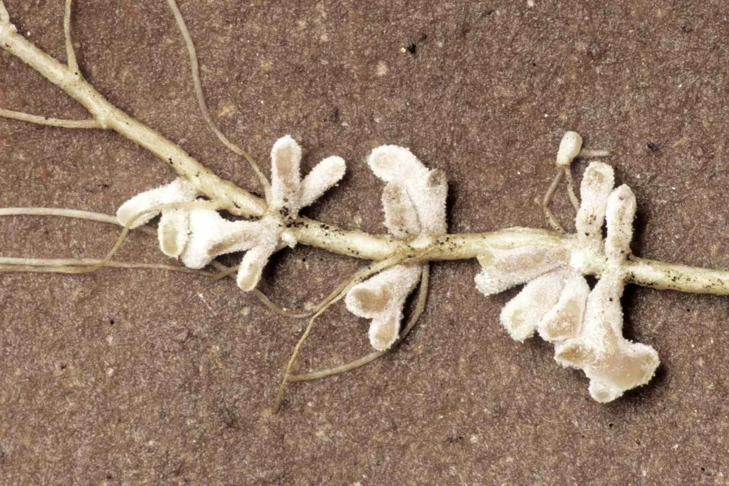 باکتری های Fixing Nitrogen و باقلاها