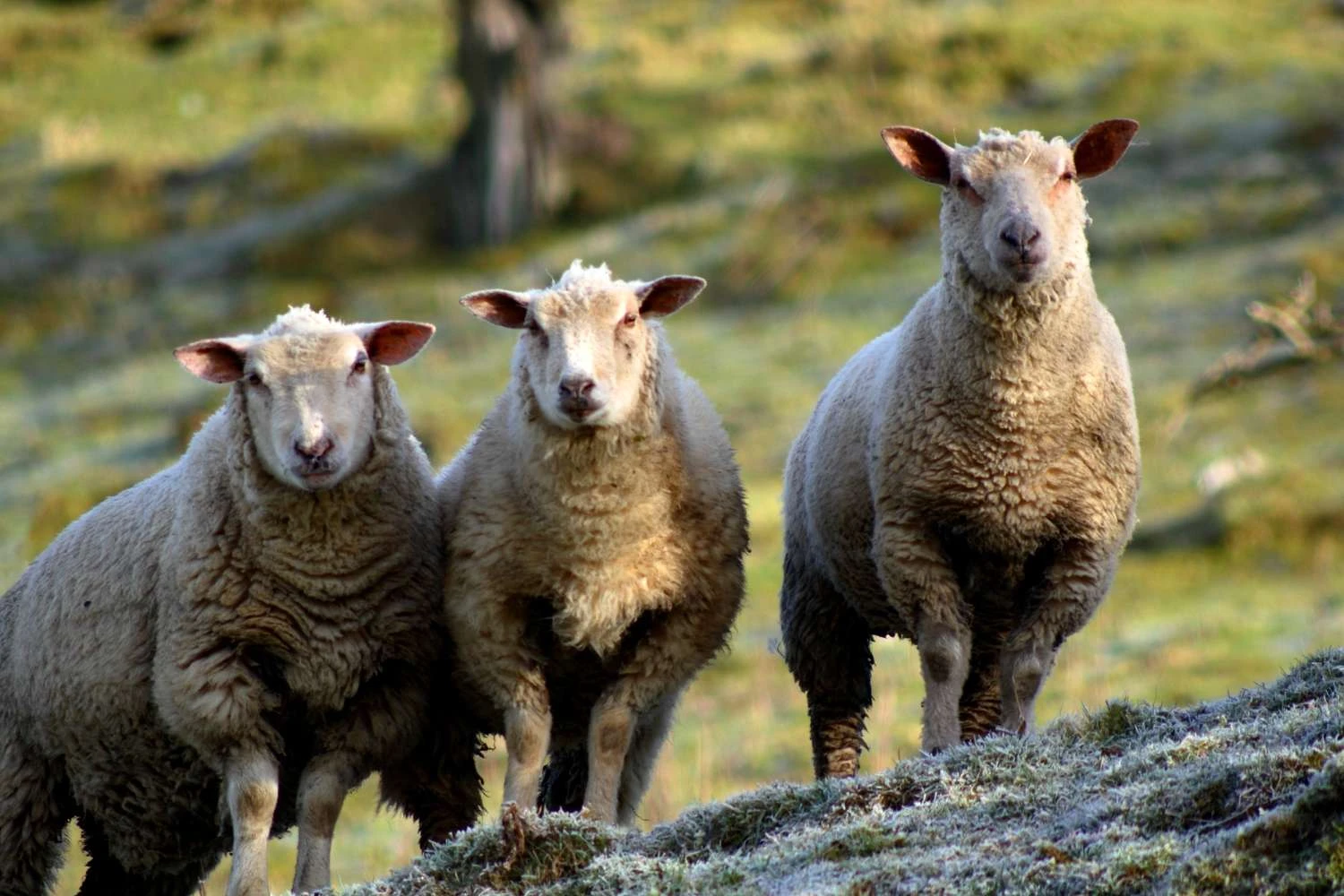 گوسفند اهلی: Ovis aries