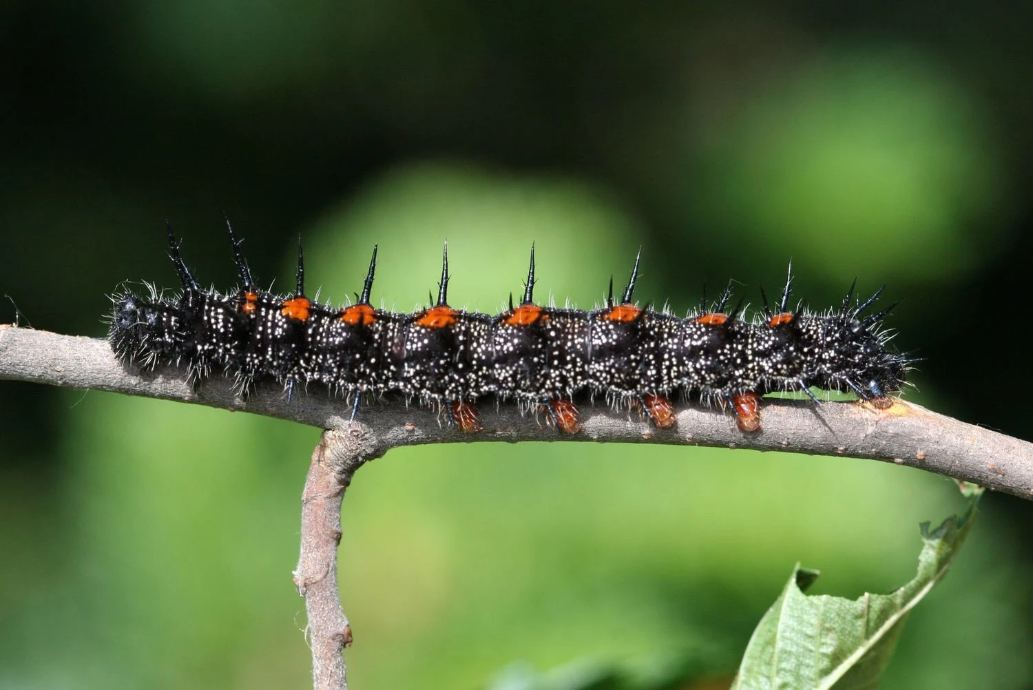 تصویری از کرم نارون خاردار