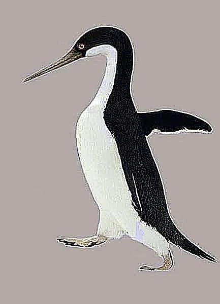 آنتروپورنیس