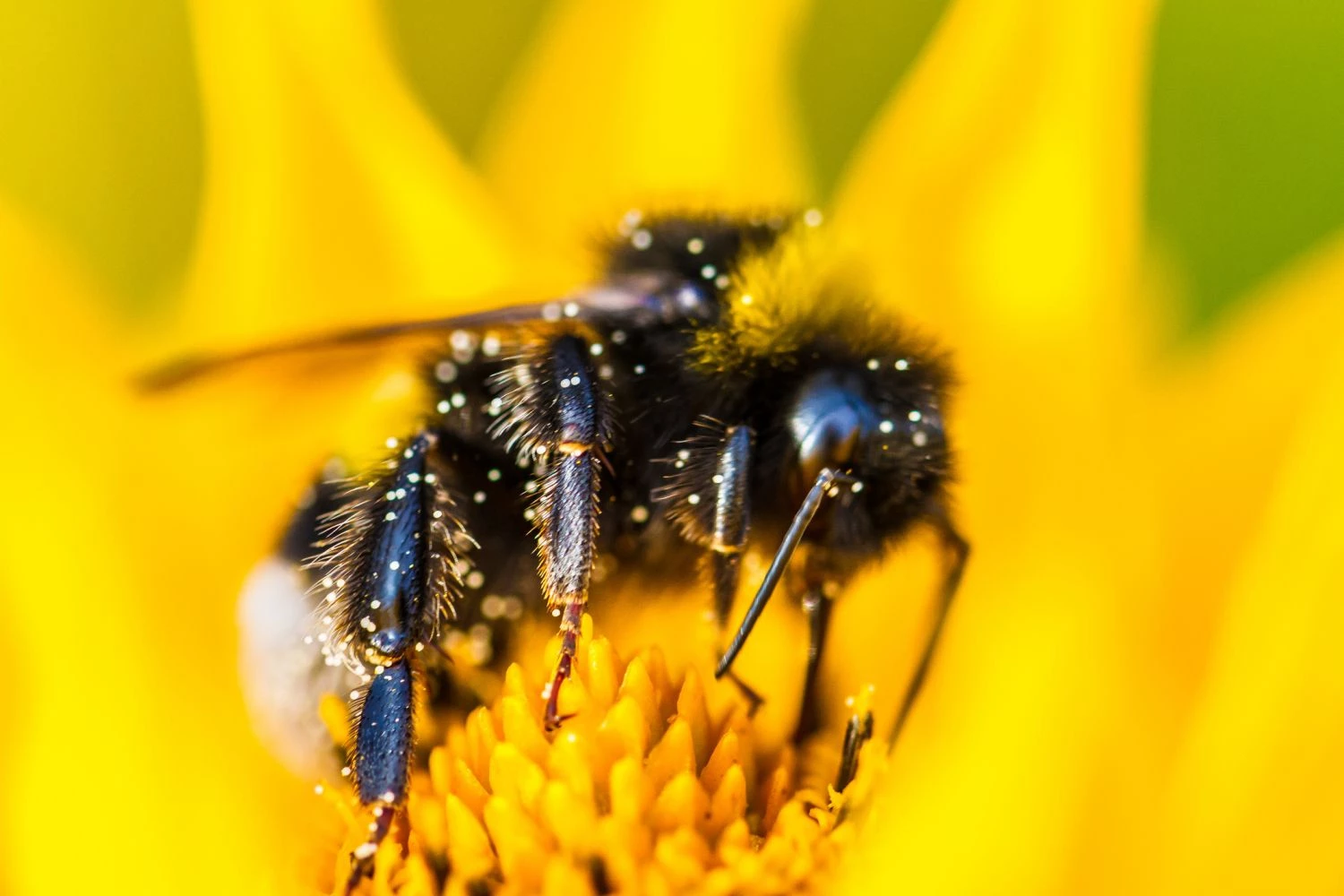 گرده افشان ها و گ��اهان